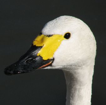 Head of a Bewick’s swan